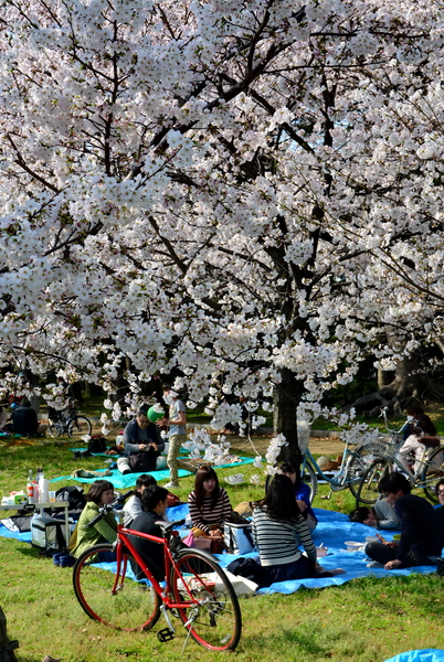 Hanami bajo los árboles Hanami bajo los árboles