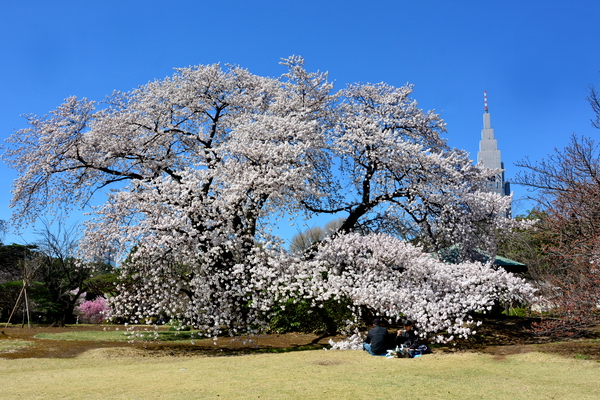 Shinjuku Goen Tokio Shinjuku Goen Tokio