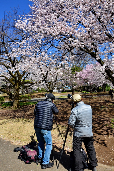 Hanami en el Shinjuku Goen Hanami en el Shinjuku Goen