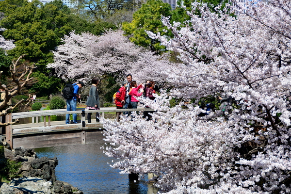 Hanami en el Shinjuku Goen 4 Hanami en el Shinjuku Goen 4