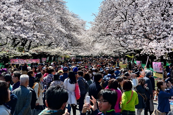 Hanami en Ueno Hanami en Ueno