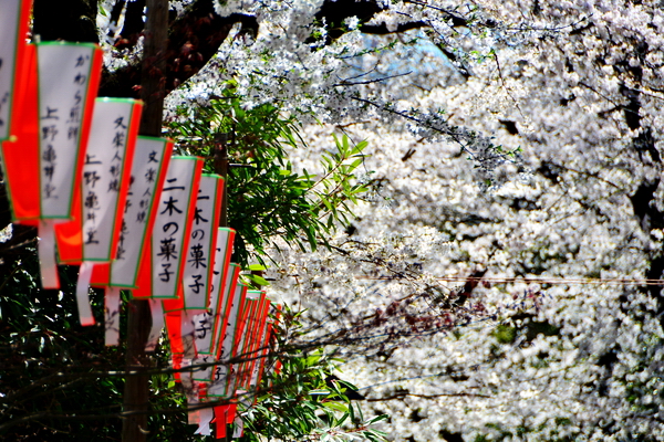 Hanami en Ueno 3 Hanami en Ueno 3