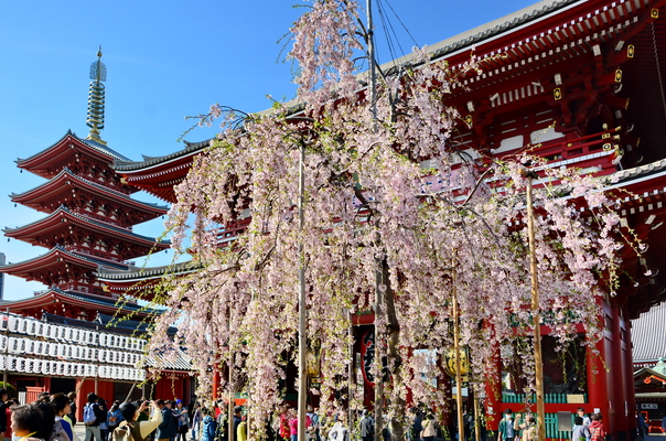 Hanami en Asakusa 1 Hanami en Asakusa 1