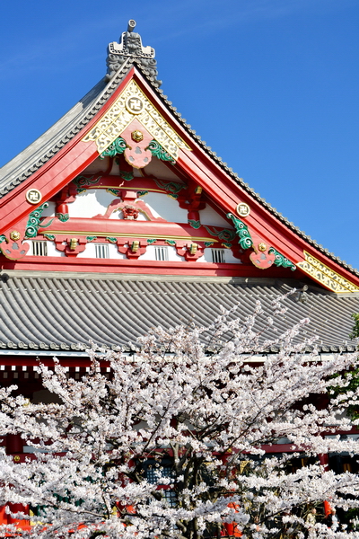 Hanami en Asakusa 2 Hanami en Asakusa 2