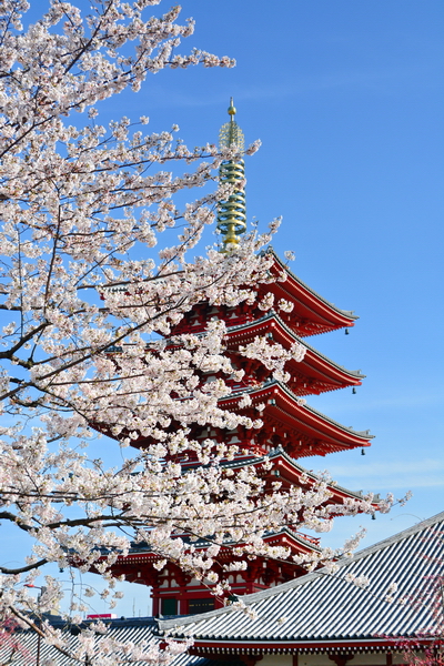 Hanami en Asakusa 3 Hanami en Asakusa 3