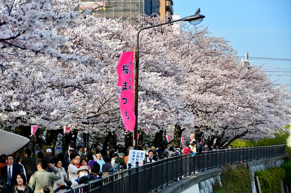 Hanami en el río Umeda Hanami en el río Umeda