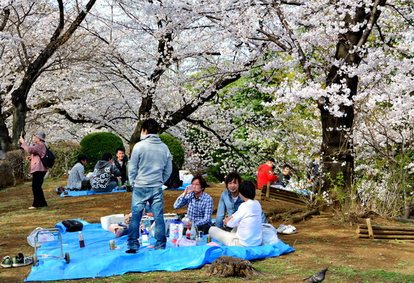 Hanami en el río Umeda 2 Hanami en el río Umeda 2