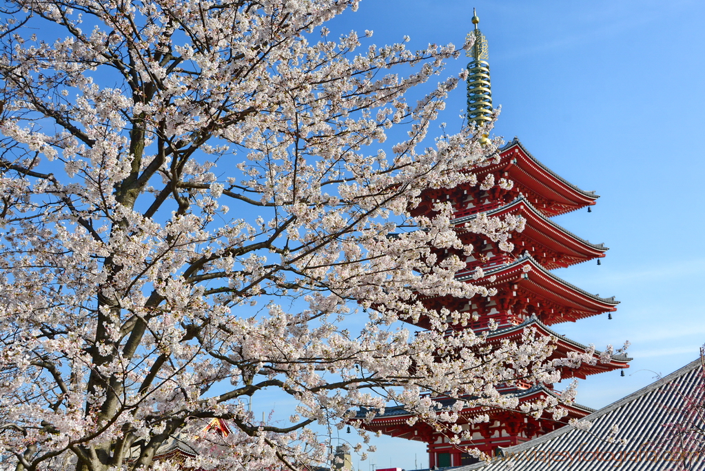 El cerezo en flor, de Extremadura a Japón - Una Pausa Agradable