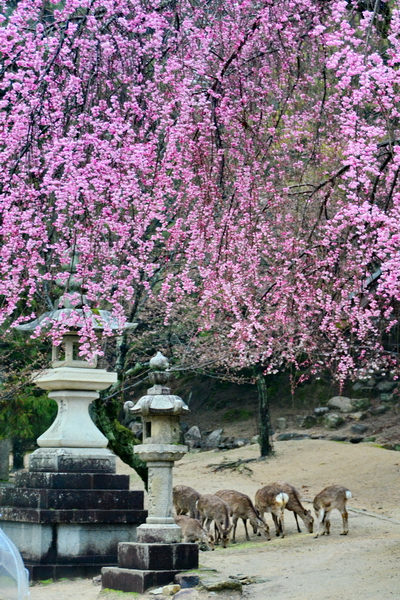 Ciervos en Miyajima Ciervos en Miyajima