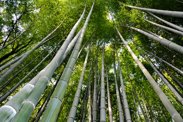 Bosque de bambú de Arashiyama 2 Bosque de bambú de Arashiyama 2