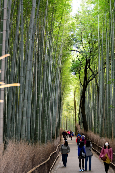 Bosque de bambú de Arashiyama 1 Bosque de bambú de Arashiyama 1