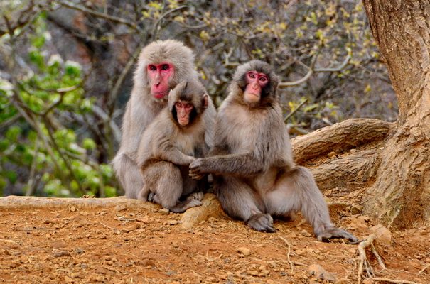 Macacos en la reserva de Iwatayama Macacos en la reserva de Iwatayama