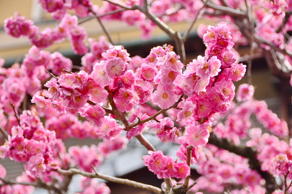 Sakura Sakura