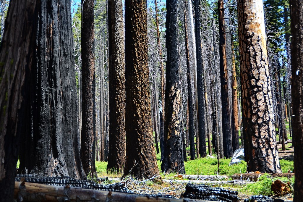 seqouias-yosemite-fires