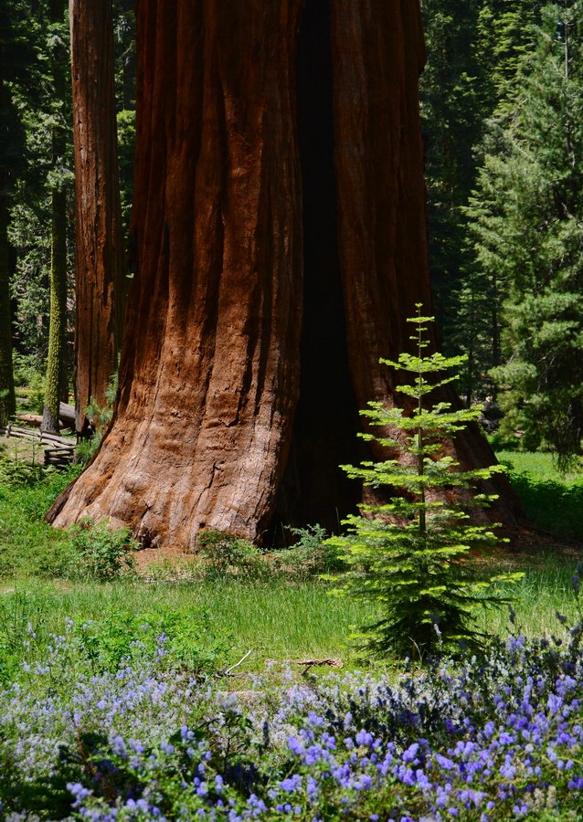 seqouias-yosemite-7