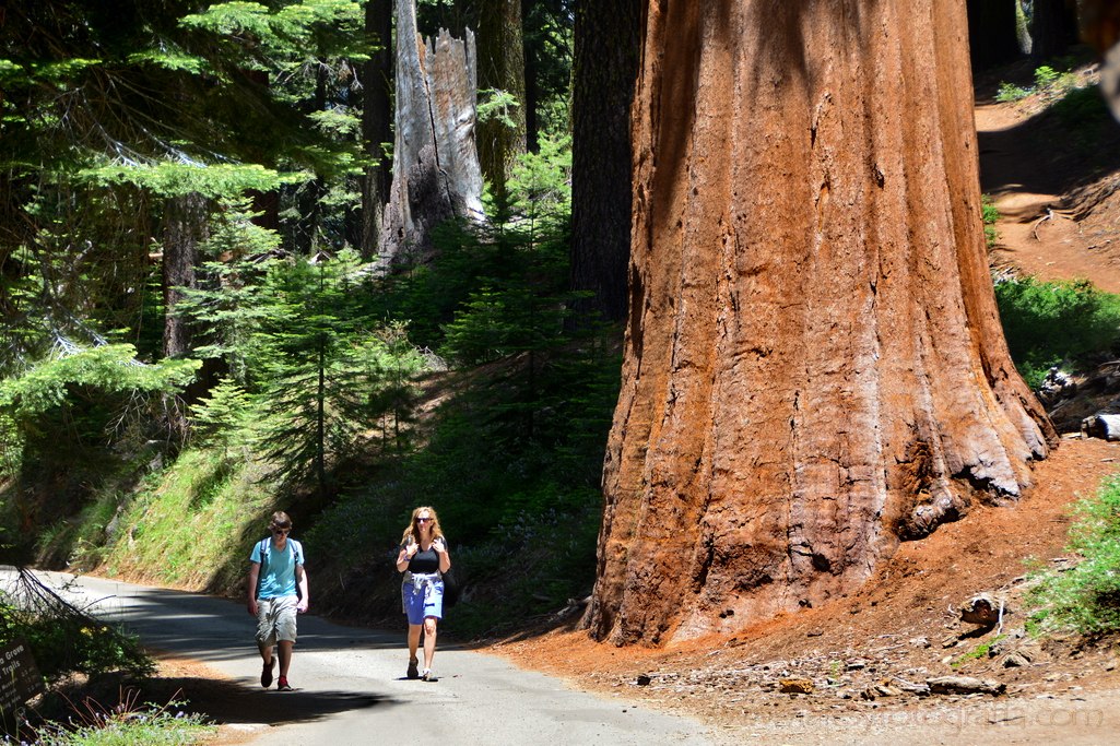 seqouias-yosemite-3