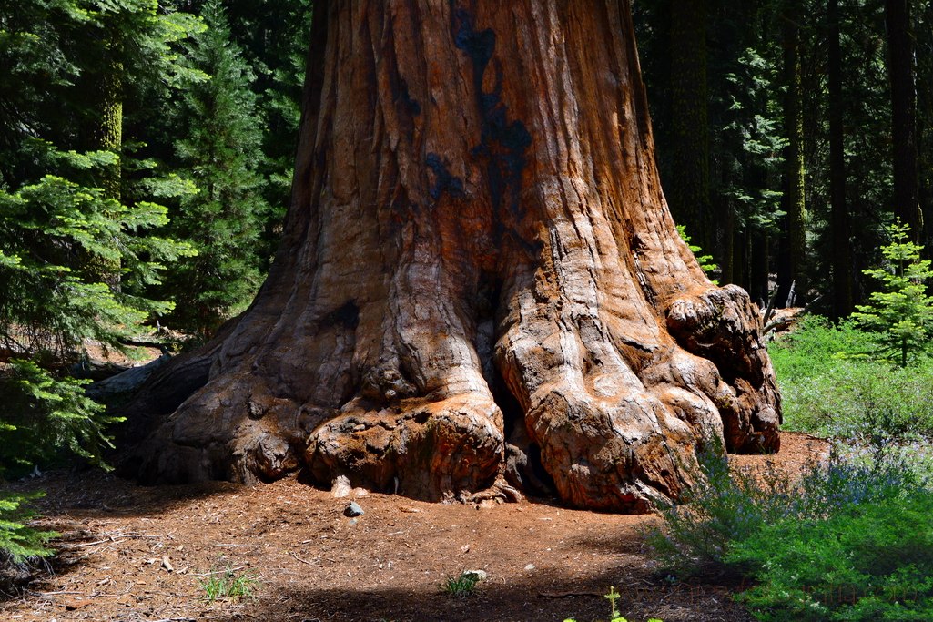 seqouias-yosemite-10