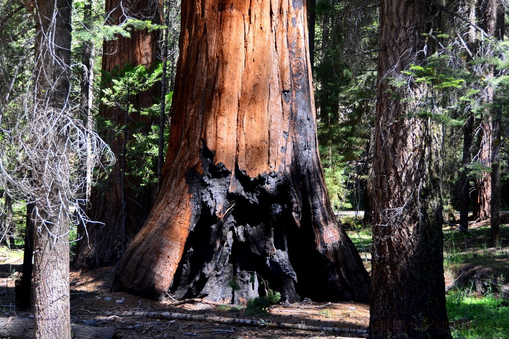 seqouias-yosemite-fires-2