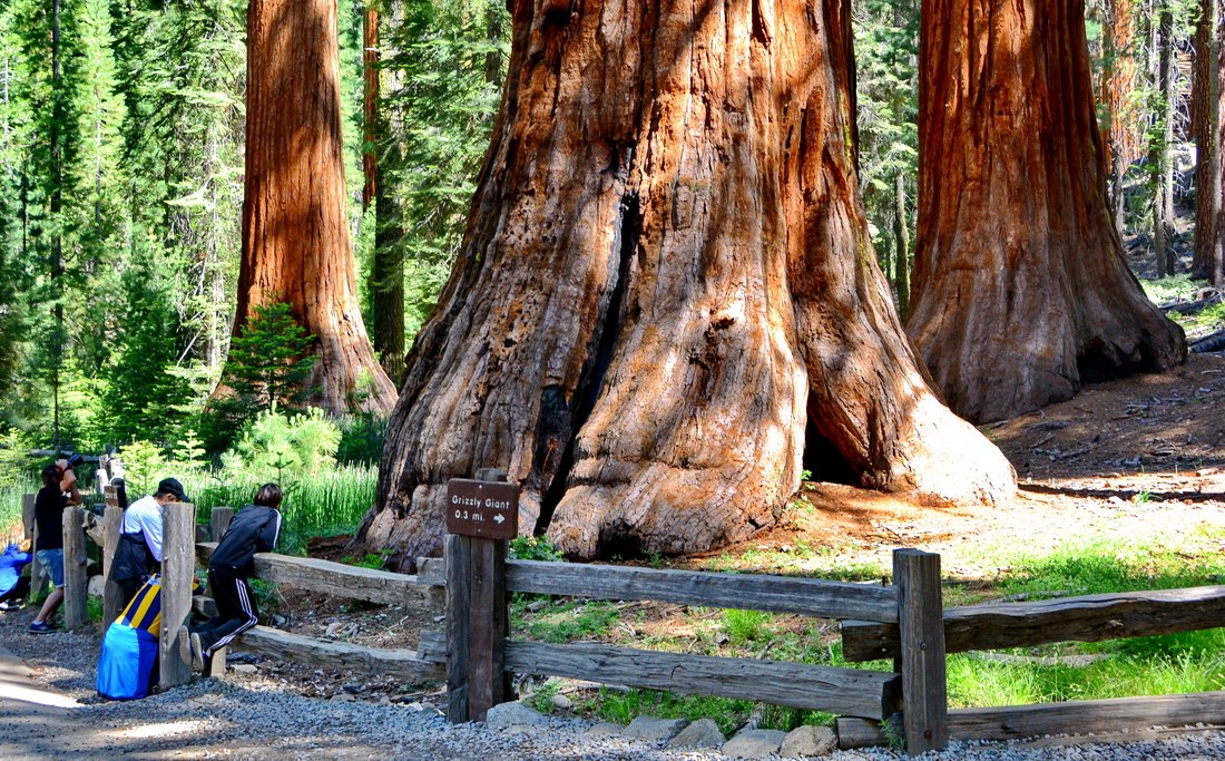 seqouias-yosemite-8