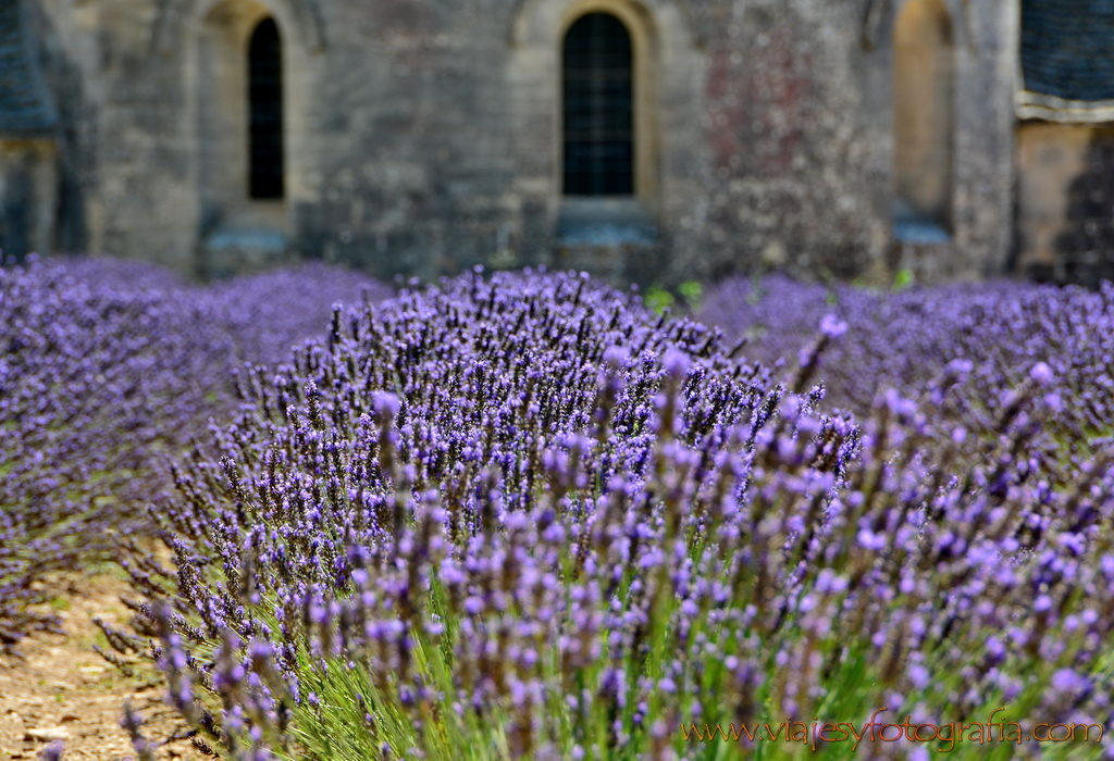 abadia-senanque-provence