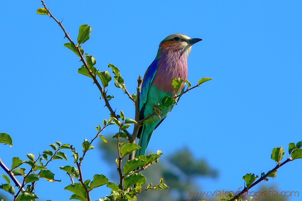 Pilanesberg 1000390 Pilanesberg 1000390