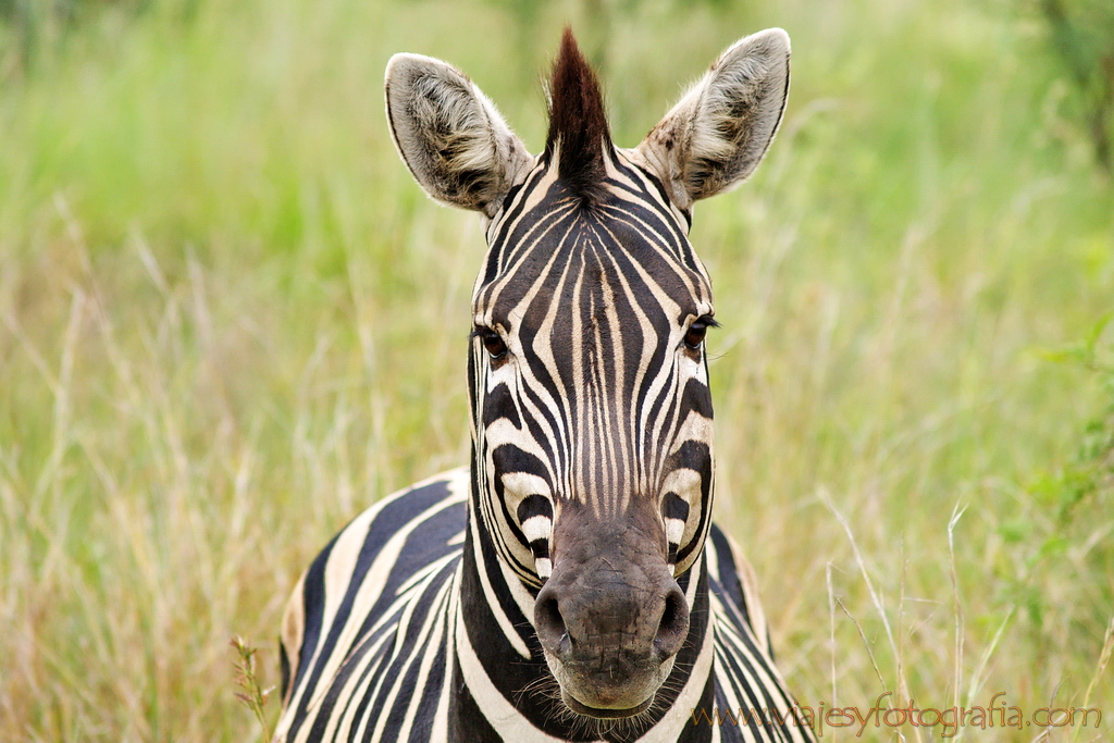 Pilanesberg 4588 Pilanesberg 4588