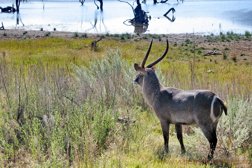 Pilanesberg 4577 Pilanesberg 4577