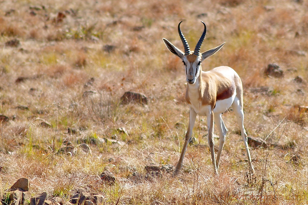Pilanesberg 6547 Pilanesberg 6547