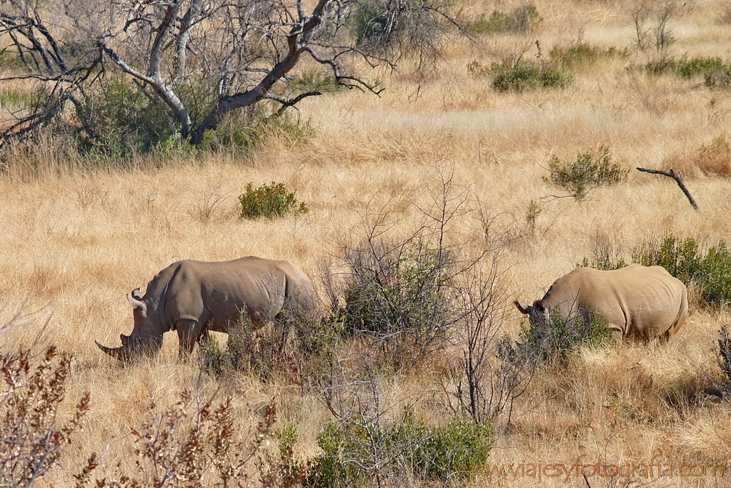 Pilanesberg 6548 Pilanesberg 6548