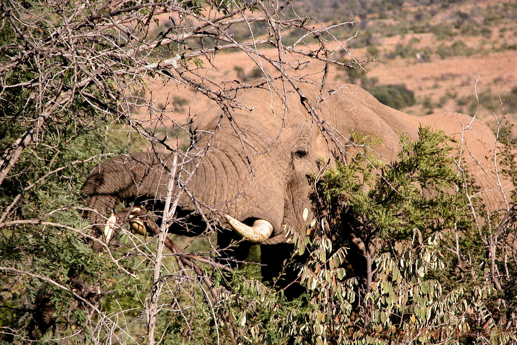 Pilanesberg 6836 Pilanesberg 6836