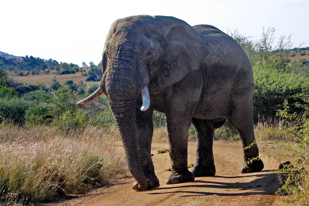 Pilanesberg _4589 Pilanesberg _4589