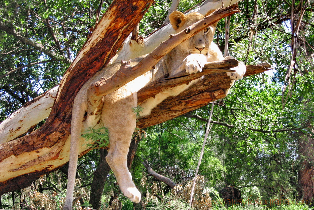 Pilanesberg _5631 Pilanesberg _5631