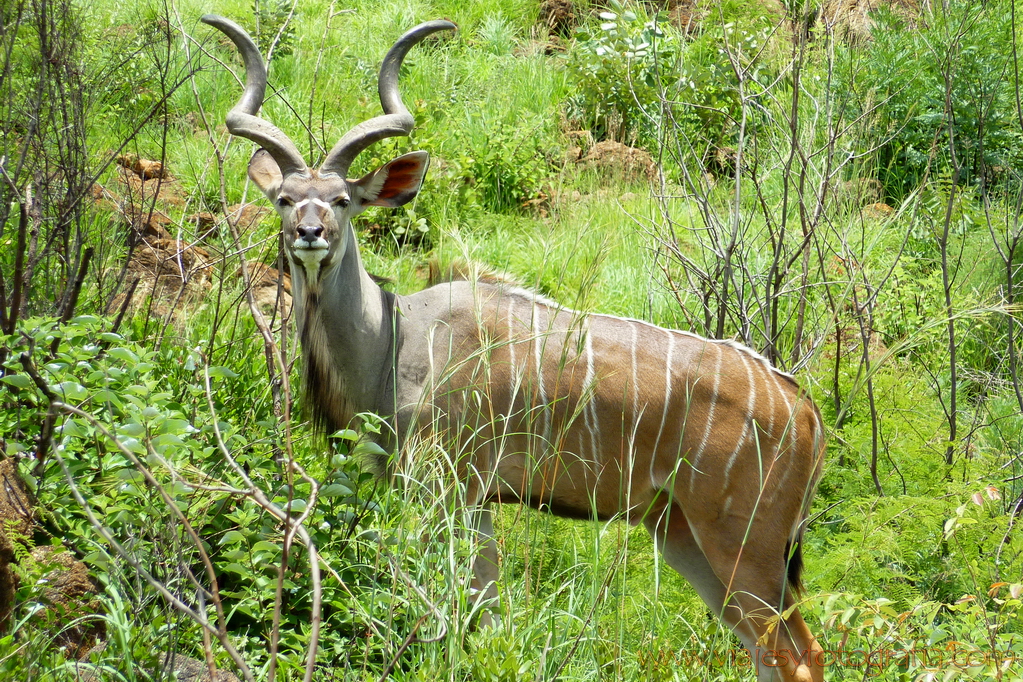 Pilanesberg101097 Pilanesberg101097