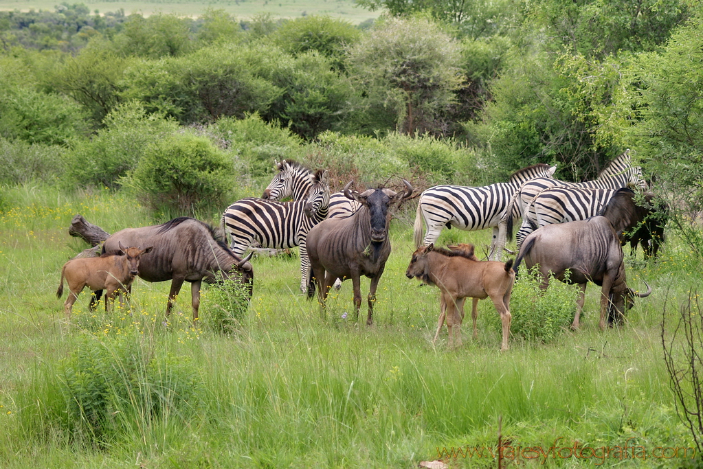 Pilanesberg_0392 Pilanesberg_0392