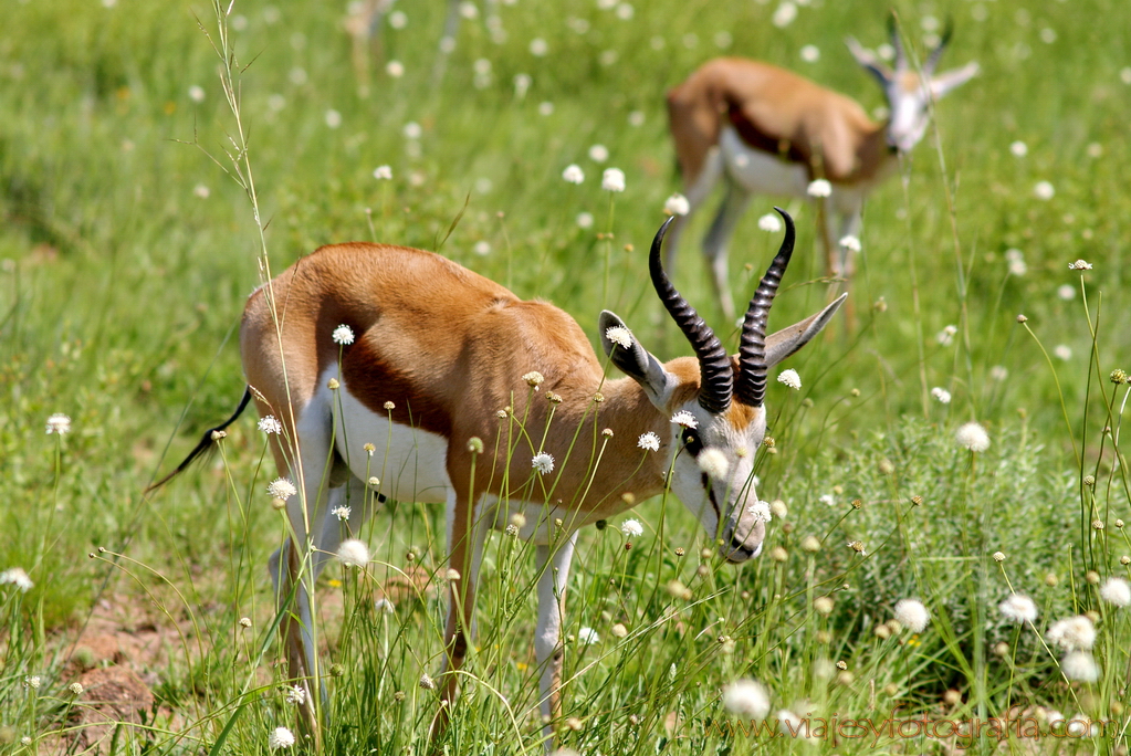 Pilanesberg 2343 Pilanesberg 2343