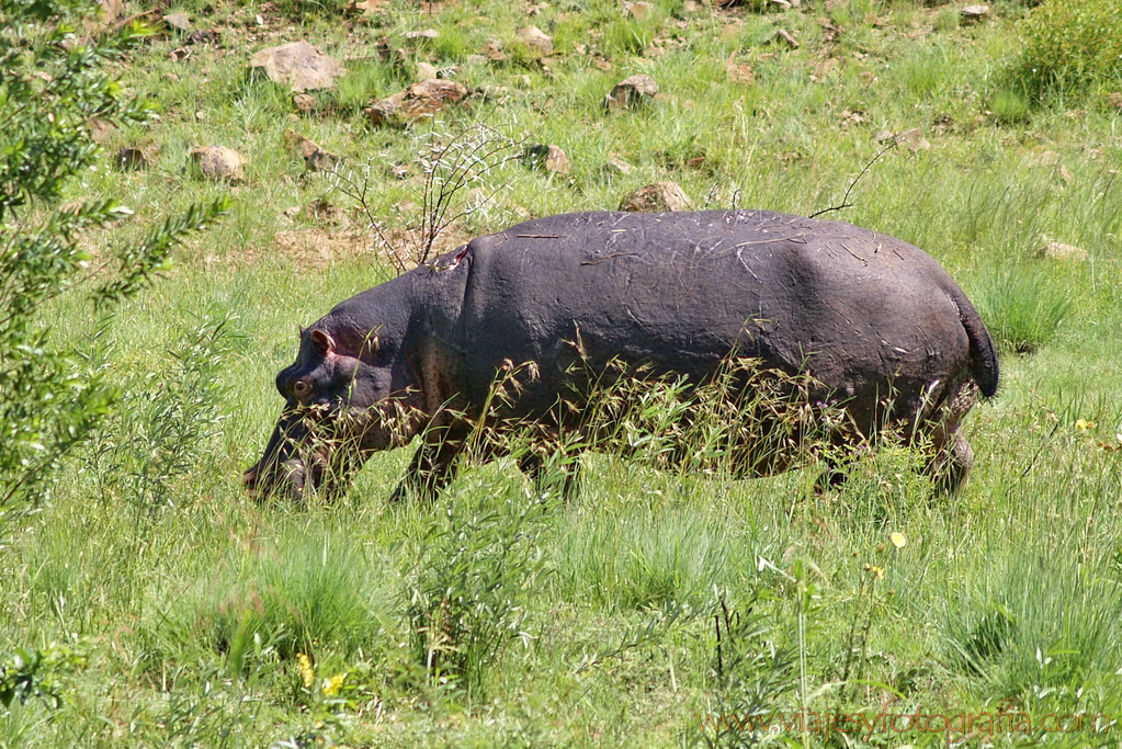 Pilanesberg _5639 Pilanesberg _5639