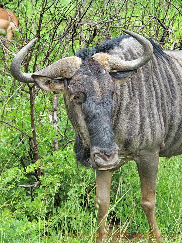 Pilanesberg_0324 Pilanesberg_0324