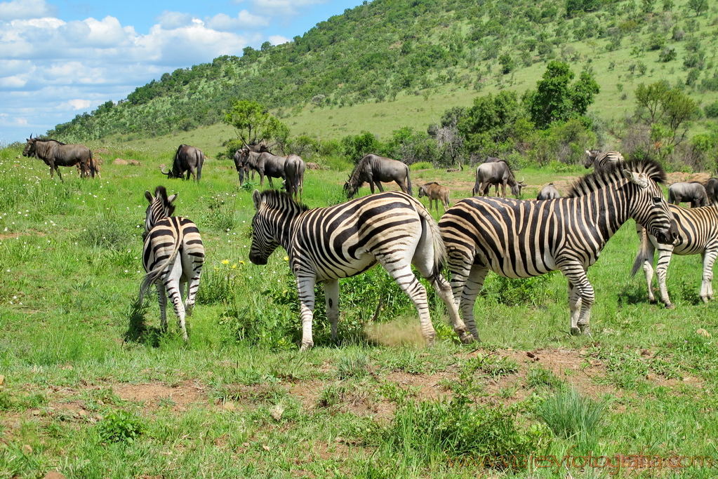 Pilanesberg_0418 Pilanesberg_0418