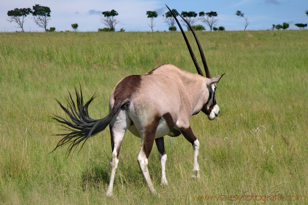 Pilanesberg_5593 Pilanesberg_5593