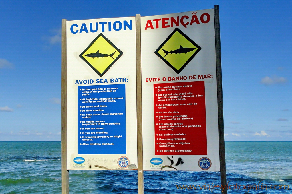 Recife tiburones