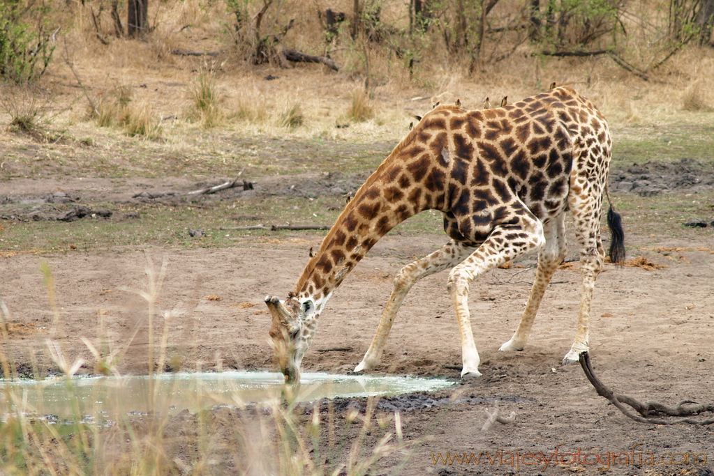 Kruger jirafa bebiendo 1 Kruger jirafa bebiendo 1