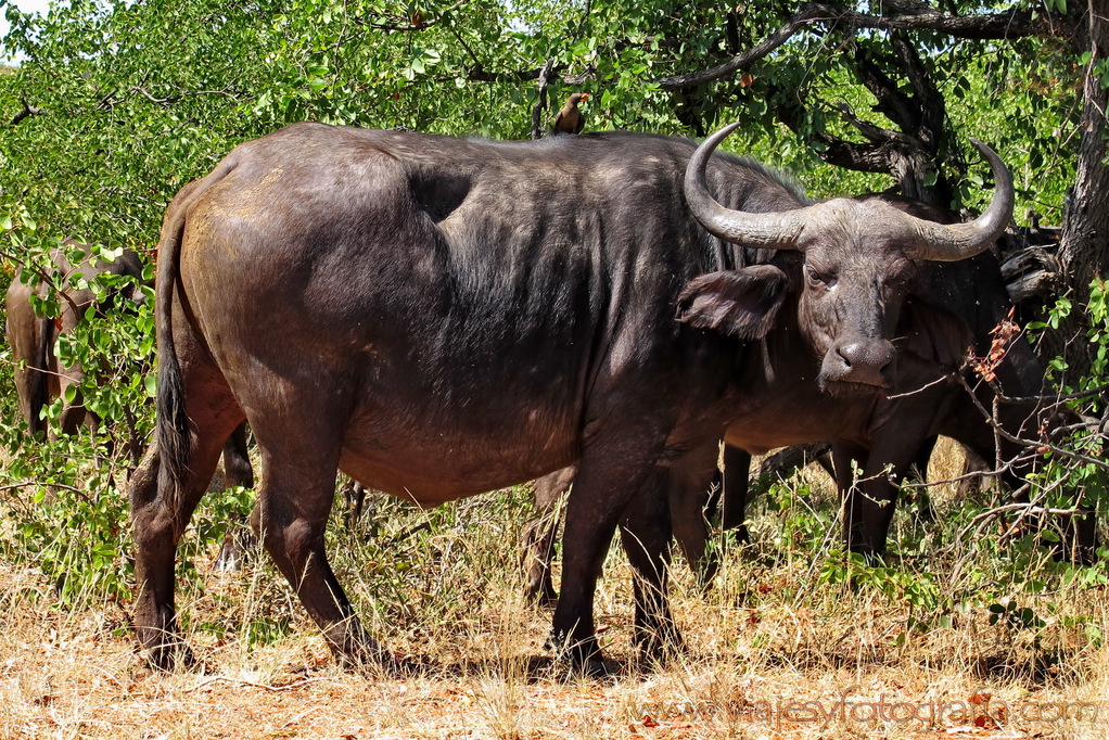 Kruger búfalo Kruger búfalo