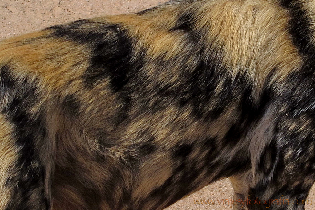 Kruger, piel de wild dog Kruger, piel de wild dog