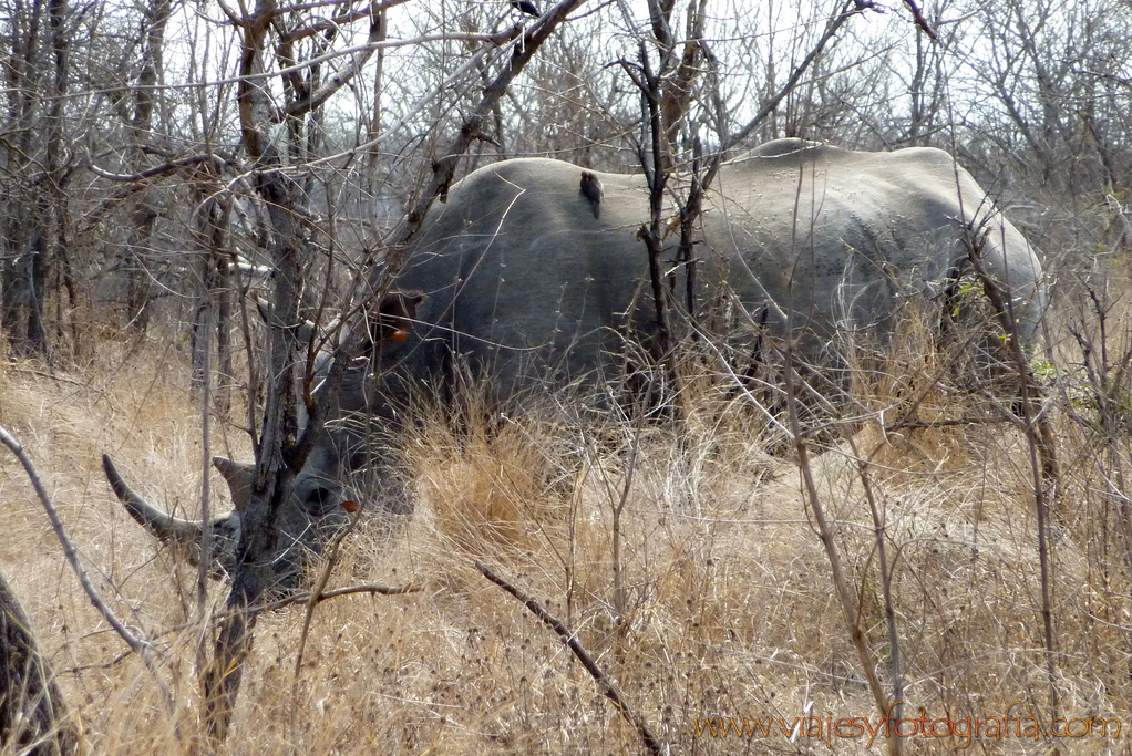 Kruger rinocerontes Kruger rinocerontes