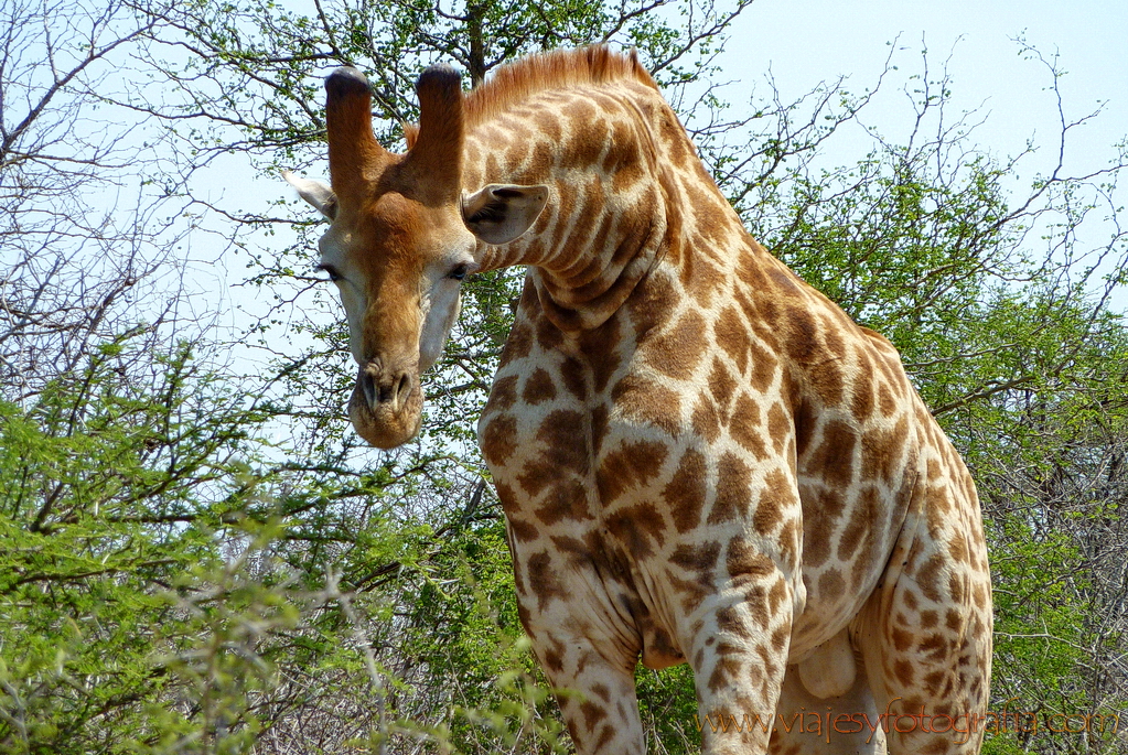 Kruger jirafa Kruger jirafa