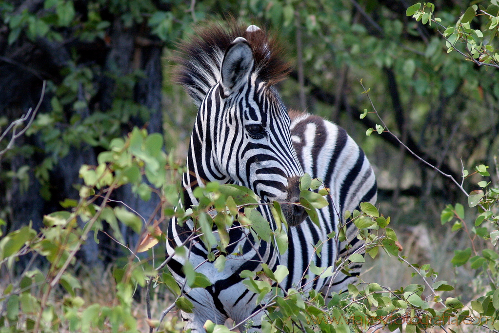 Kruger cebra Kruger cebra