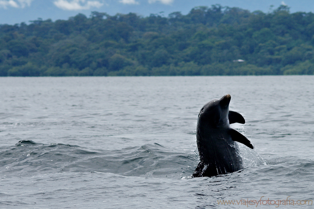 Bocas del Toro 16 Bocas del Toro 16