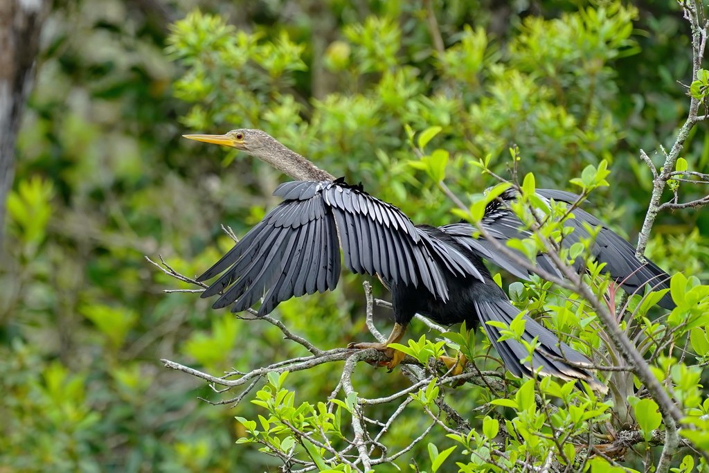 everglades-cormoran-3