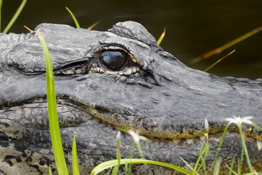 everglades-caiman-primer-plano