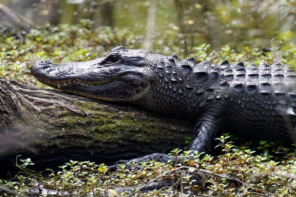 everglades-caiman-8